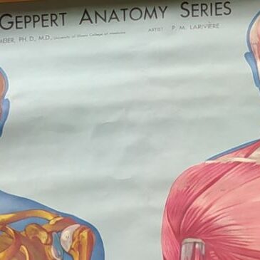 Exposition de posters d’anatomie